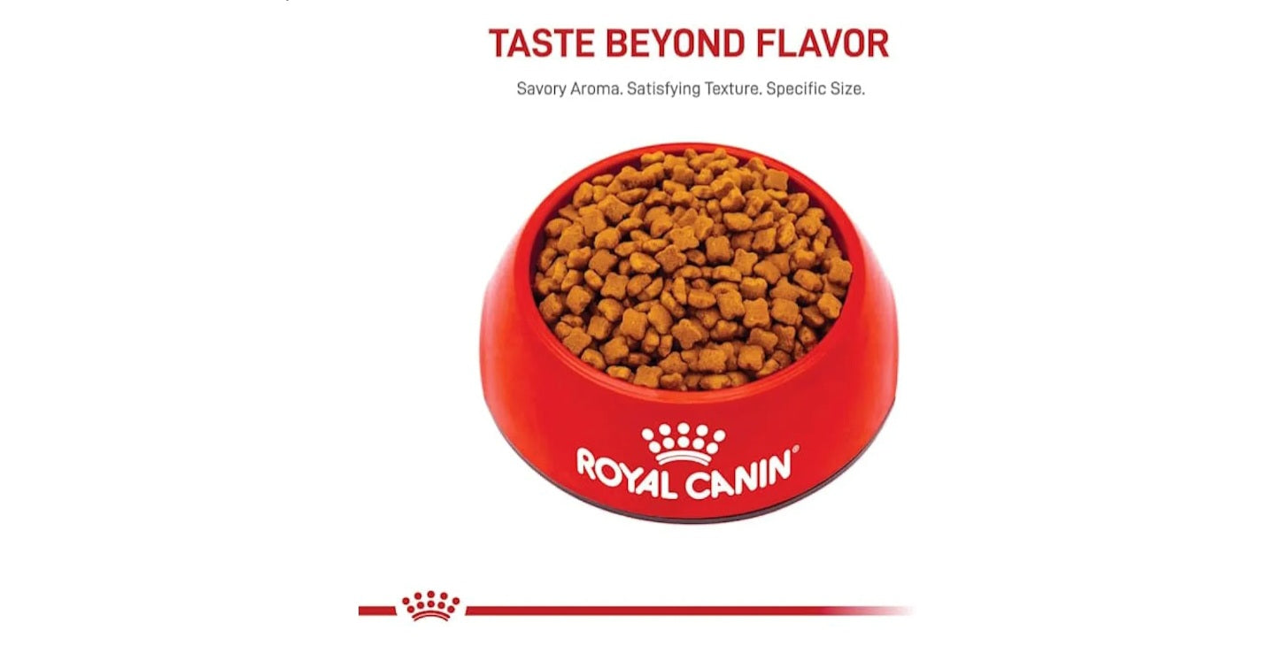 Royal Canin kitten Chaton